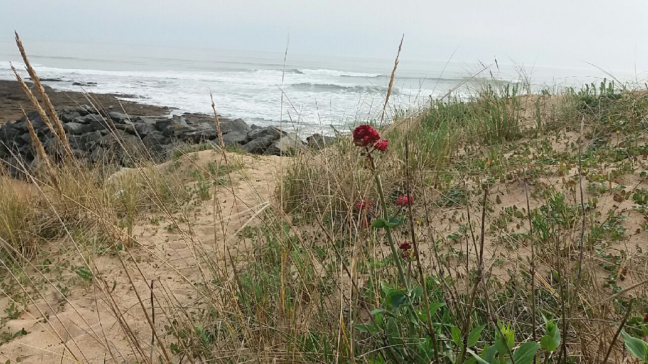 Psychologue ile oleron